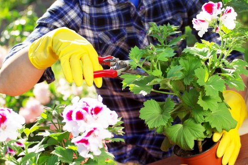 The image depicts a gardener wearing a checkered shirt and bright yellow gardening gloves, actively trimming or pruning a flowering plant with white and red blooms in a garden. In the background, there are lush green foliage and other plants, suggesting a well-maintained outdoor space. The gardener's hands are holding a small red pruning tool, carefully shaping the plant to promote healthy growth. The soil or planter beneath the plant is not fully visible, but the overall scene emphasizes detailed horticultural work within a cultivated garden environment, characteristic of outdoor areas in Fitzrovia or surrounding London neighbourhoods. This scene highlights professional gardening activities, such as pruning, that a company like Hedge Trimming Fitzrovia provides as part of comprehensive garden maintenance services.